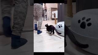 【かわいい】初めて小顔マッサージする猫(きん＆ぶちゃ) #cat #ねこチャック #funny