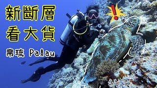 【Palau｜Big Drop Off】Swimming with fish