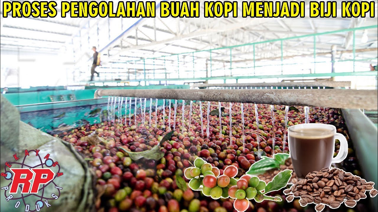 BEGINILAH PROSES PENGOLAHAN BIJI KOPI DARI PANEN HINGGA MENJADI BIJI ...