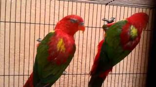 yellow backed chattering lory in (Preethi Farms)