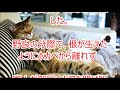 心温まるいい話【お悩み相談】ずうずうしい野良猫