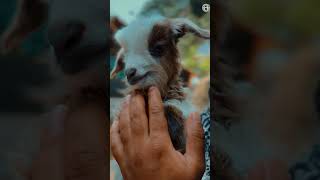 ഇത്തിരിക്കുഞ്ഞൻ ചൈനീസ് സിങ് ആട്ടിൻകുട്ടി #babygoats #newbornbaby