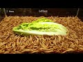 10.000 Mealworms! eating green apple, peppers and lettuce ...