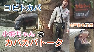 神戸動物王国のコビトカバ小梅ちゃんの「カバカバトーク」