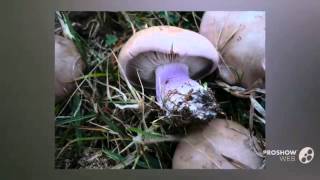 Lepista saeva - fungi kingdom