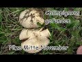 Champignons gefunden - Pilze Mitte November