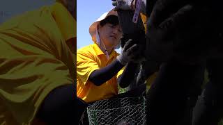 WeLoveU Volunteers #Plant #Trees in El Sobrante: Part of the Million Tree Initiative #shorts