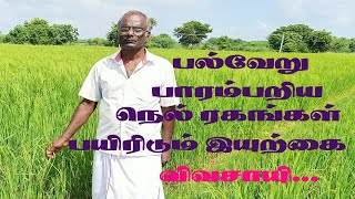 Traditional Rice Cultivation |Part 2|| பல்வேறு வகையான பாரம்பரிய நெல்  சாகுபடி