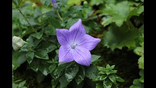 小さな窓の花ごよみ 1217 トンボと桔梗 ♪時代 29 弦ハープでカバー ♪