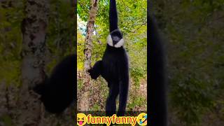 बंदर का वीडियो#mankey #video #funny #comedy #video #youtubeshorts #tiktok #trending #viral #shorts