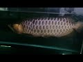 22度低溫飼養紅尾金龍 classic red tail arowana celsius 22 degrees