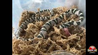 EUPREPIOPHIS MANDARINA (Vietnam axanthic) - FEEDING TIME (28.03.2016)