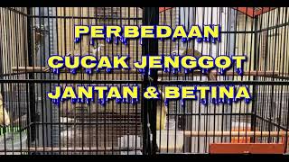 Perbedaan cucak jenggot jantan dan betina