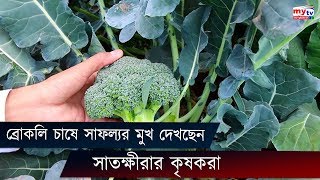 ব্রোকলি চাষে সাফল্যর মুখ দেখছেন সাতক্ষীরার কৃষকরা | Satkhira News | Growing Broccoli | Bangla News