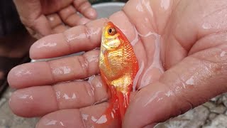 ORANGE fish