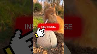 COISAS SOBRE OS COELHOS QUE VOCÊ NÃO SABIA 😍🐰 #shorts #youtubeshorts #youtube