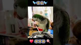 🐦 嗨啾 🐦 我愛♥棒棒糖🍭 #cc宅家  #鳥寶 #和尚鸚鵡 #棒棒糖 #嗨啾