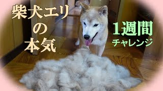 【DOGS】柴犬エリの本気 / 毛すき1週間チャレンジ【実際は5日間】