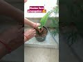 Boston fern propagation 😊 || #bostonfern #plants #ferns #garden #viral #shorts #youtubeshorts