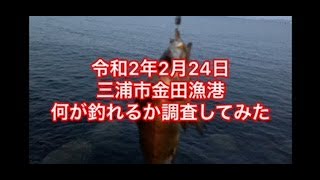 令和2年2月24日三浦市金田漁港　#ひとチャンネルあおき