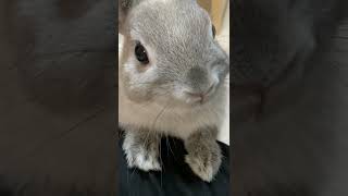 右膝から左膝に高速移動するうさぎ #うさぎ #bunny #高速