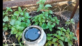 परसबागेतील पुदिना - डॉ. लता पाडेकर | Homegrown Pudina (Mint) plant - Dr. Lata Padekar