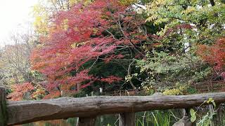 紅葉が真っ盛り　杉並区　善福寺公園　2017.11.27