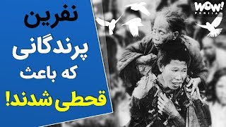 ماجرای عجیب بزرگترین قحطی تاریخ چین معروف به نفرین گنجشک ها !!!