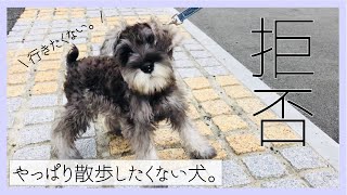 【断固拒否！はじめてお外に行きました！】どうしても散歩したくない犬。子犬の社会勉強！〜ミニチュアシュナウザーのジェイムズ〜　さんぽを拒否する犬は柴犬だけじゃない。おさんぽを嫌がるビビリな子犬です。