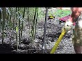 digging bamboo