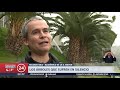 Maltrato en la vía pública: Árboles son utilizados como postes | 24 Horas TVN Chile