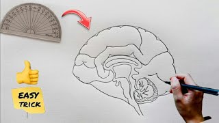 How to draw human brain step by step | easily for class 10 | easy way to draw human brain