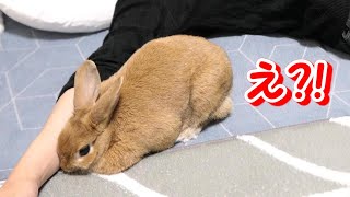 うさぎがまさかの行動⁉寝てたら優しく添い寝してきた