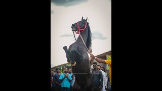 அந்தியூர் Horse Fair - 2018 | Horse Dance | அந்தியூர் குருநாதசுவாமி கோவில் தேர்த்திருவிழா