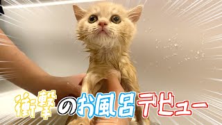 子猫初めてのお風呂でまさかのリラックス！？　【ブリティッシュショートヘア】