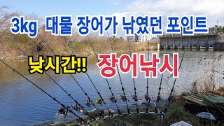 3kg 대물장어가 나왔던 포인트에서 낮시간 낮장어낚