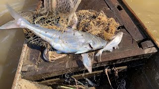 Net fishing in Mekong river by fishing boat - Fastest Traditional Net Fishing in The River - Mr M