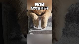 맨날 잡고 싶은 너의 귀엽고 통통한 손💕 #cutedog