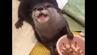 Mr Otter enjoying a snack