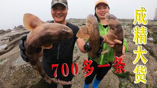 300平巨坑搁浅成精大货，700多一条的巨鲨令人兴奋，没想后面有更多