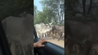 Ammu ne dekhi kitni sari cows #cow #cowvideos #cowvideo #cowlover