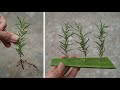 How to propagate rosemary to increase survival rate