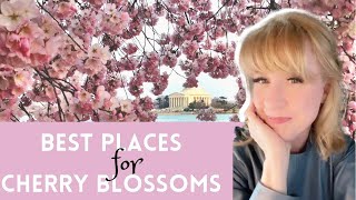 Cherry Blossom Festival 2022 | Best places to see Cherry Blossoms in DC