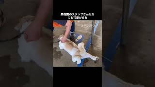 ここに残って、果樹園の看板犬になることを決意した犬。