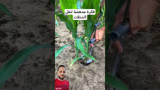 طريقة عبقرية لنقل الشتلات من مكان لمكان ثاني 👌👍 #فكرة و #ابتكار حلو #ابداع #فن #ترند #shortvideo