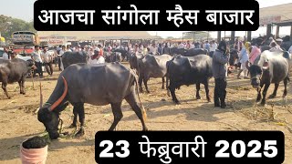 आजचा सांगोला म्हैस बाजार 23 फेब्रुवारी,सर्व प्रकारच्या म्हशींच्या किंमती Buffalo market in sangola