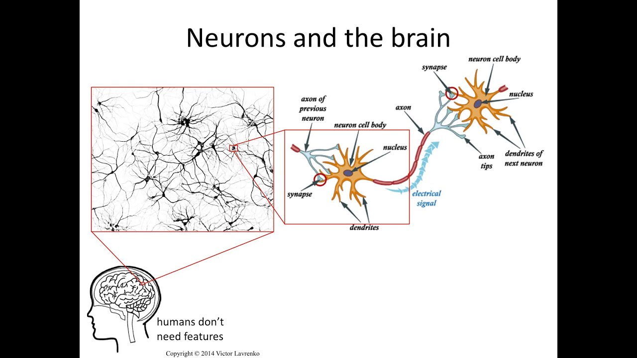 Neural Networks 3: Axons, Dendrites, Synapses - YouTube