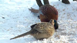 Bażanty Pheasants