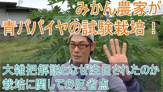 【青パパイヤ】みかん農家の私が青パパイヤを食も栽培もお勧めする理由【スーパーフード】