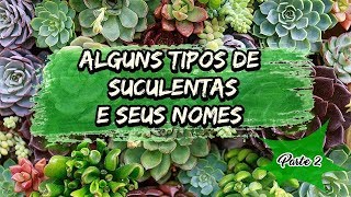 Suculentas e Cactos Parte 02 (Identificando alguns Nomes e Espécies)